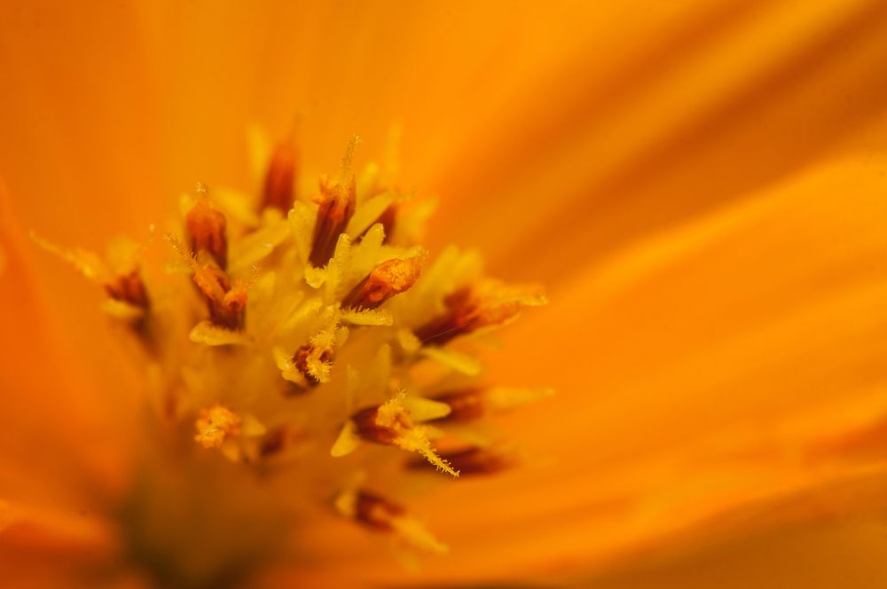 Photograph by Chamara Sulakkhana Polwatta Siriyalage