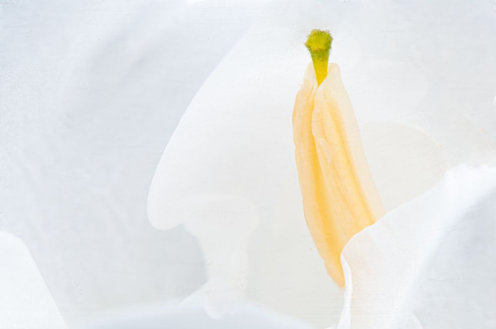 Photograph by Chamara Sulakkhana Polwatta Siriyalage