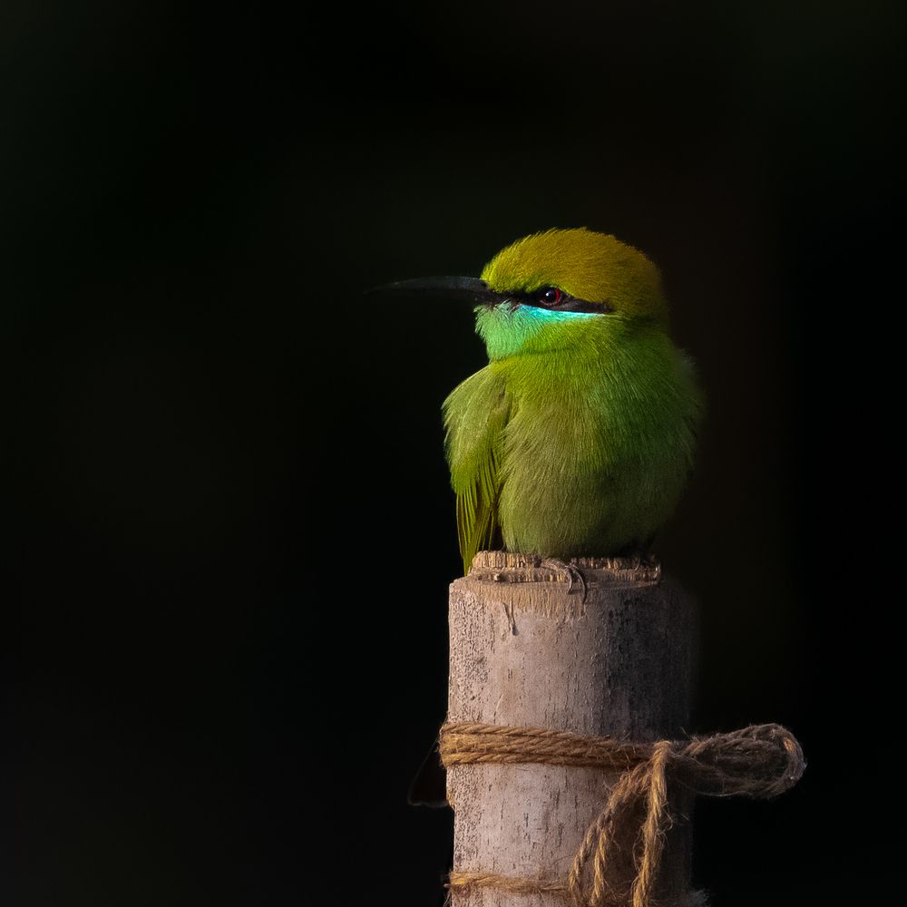 Photograph by Siddhartha Roy Choudhury