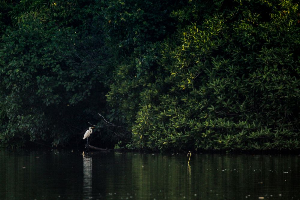 Photograph by Chamara Sulakkhana Polwatta Siriyalage