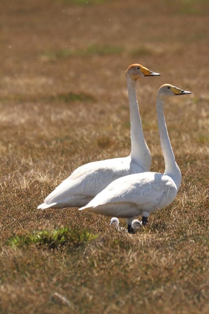 Photograph by Татьяна Кужлекова