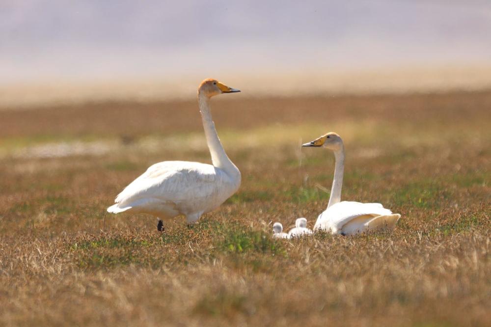 Photograph by Татьяна Кужлекова