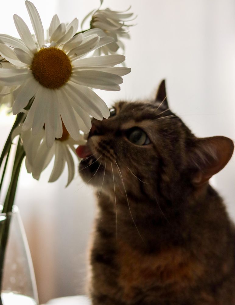 Photograph by Елизавета Голяцкая