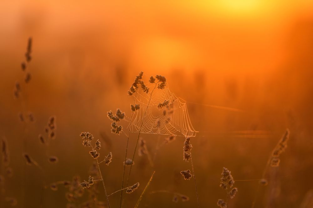 Photograph by Александр Пашеничев