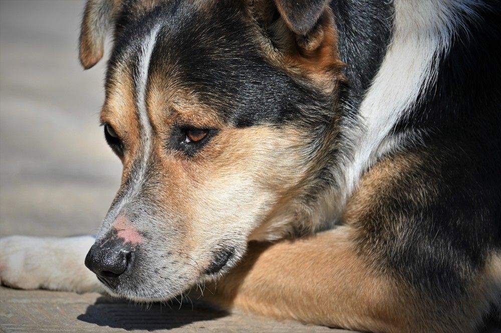 Фотография автора IRINA FILIPPOVA