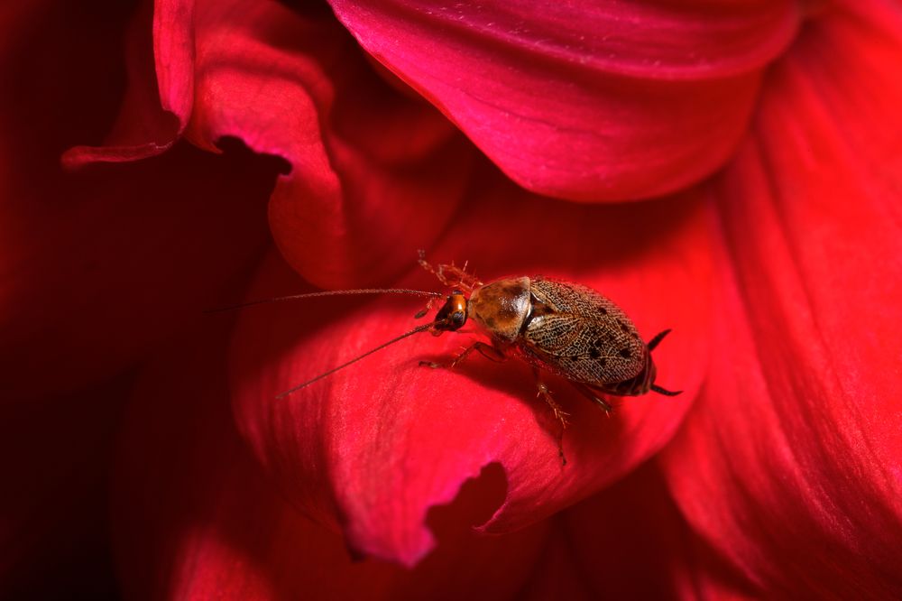 Photograph by Yuriy Teplukhin