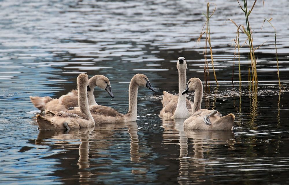 Photograph by Olga Asson