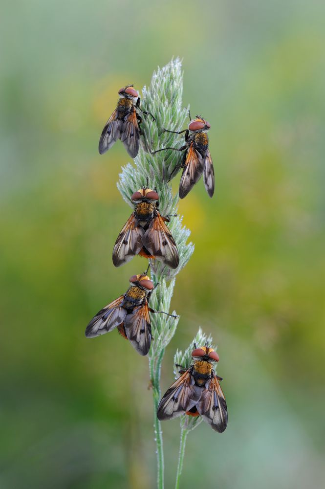 Конкурс красоты.