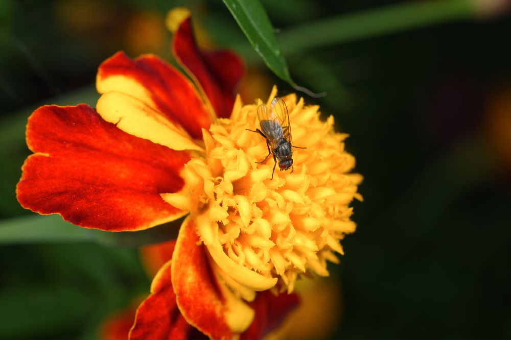 Photograph by Yuriy Teplukhin