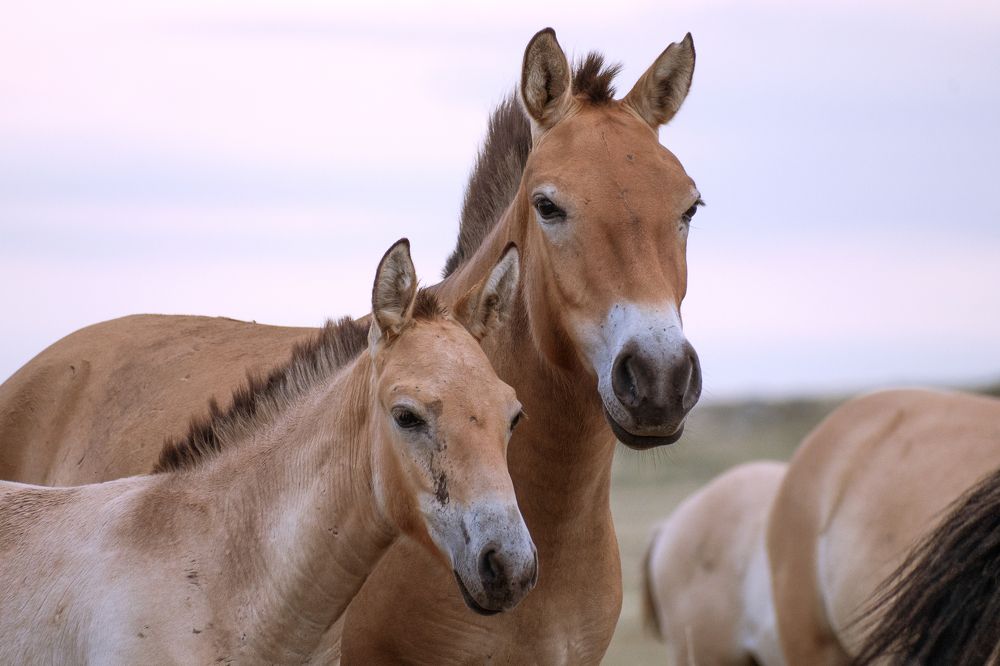 Photograph by Ирина Мошковская