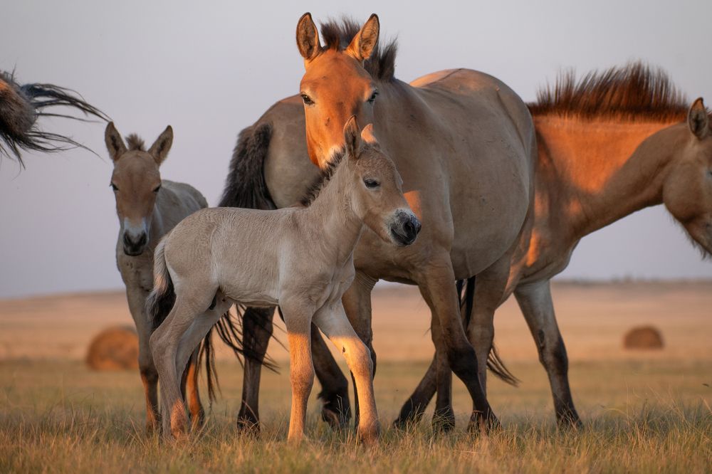 Photograph by Ирина Мошковская
