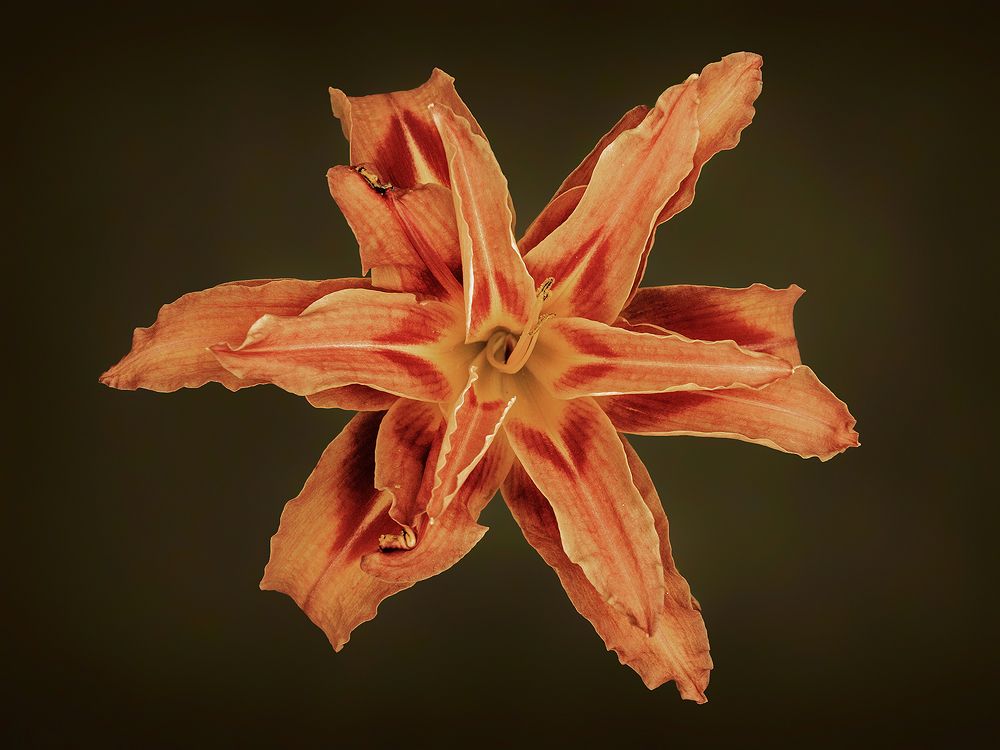 Photograph by Mario Fiorucci