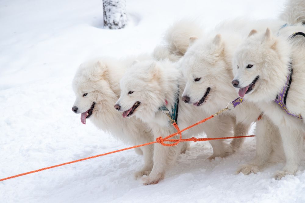 Photograph by Илья Юфа