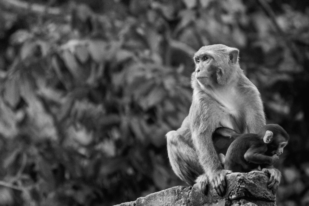 Photograph by Pritam Mandal