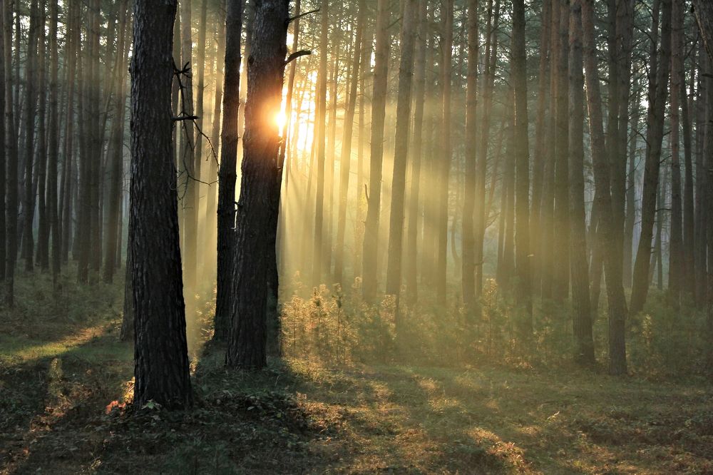 Пять мгновений осени