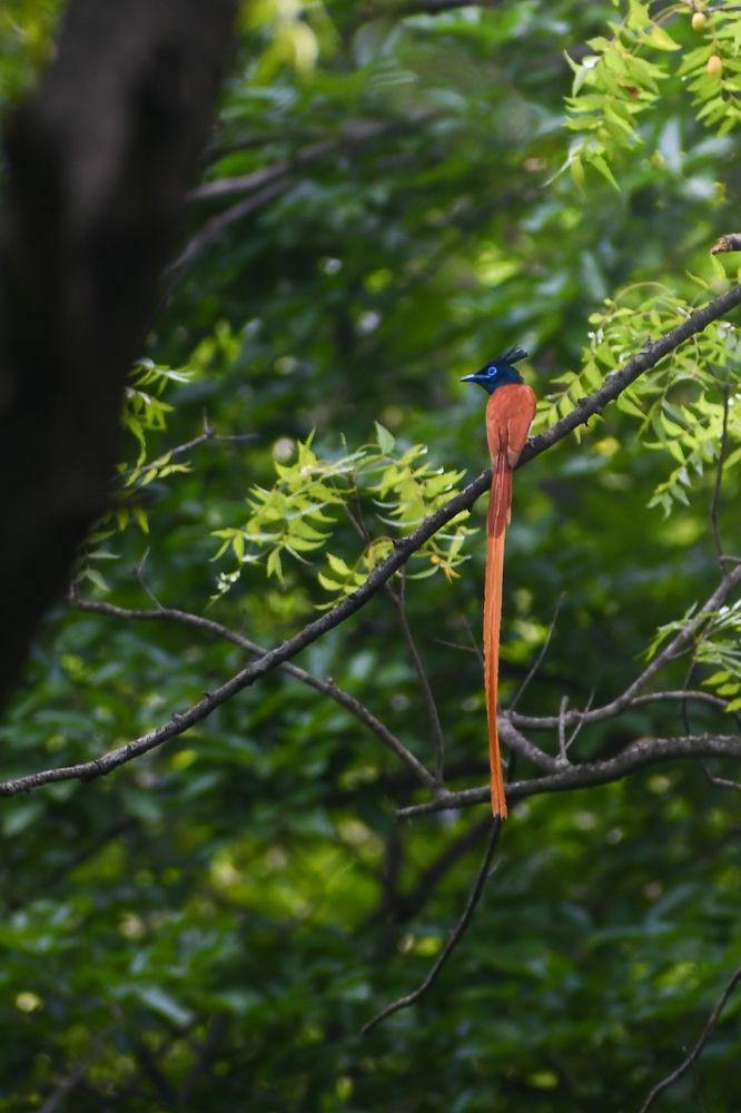 Photograph by Pritam Mandal
