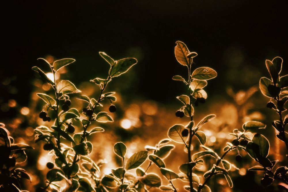 Photograph by Юлия Лушникова