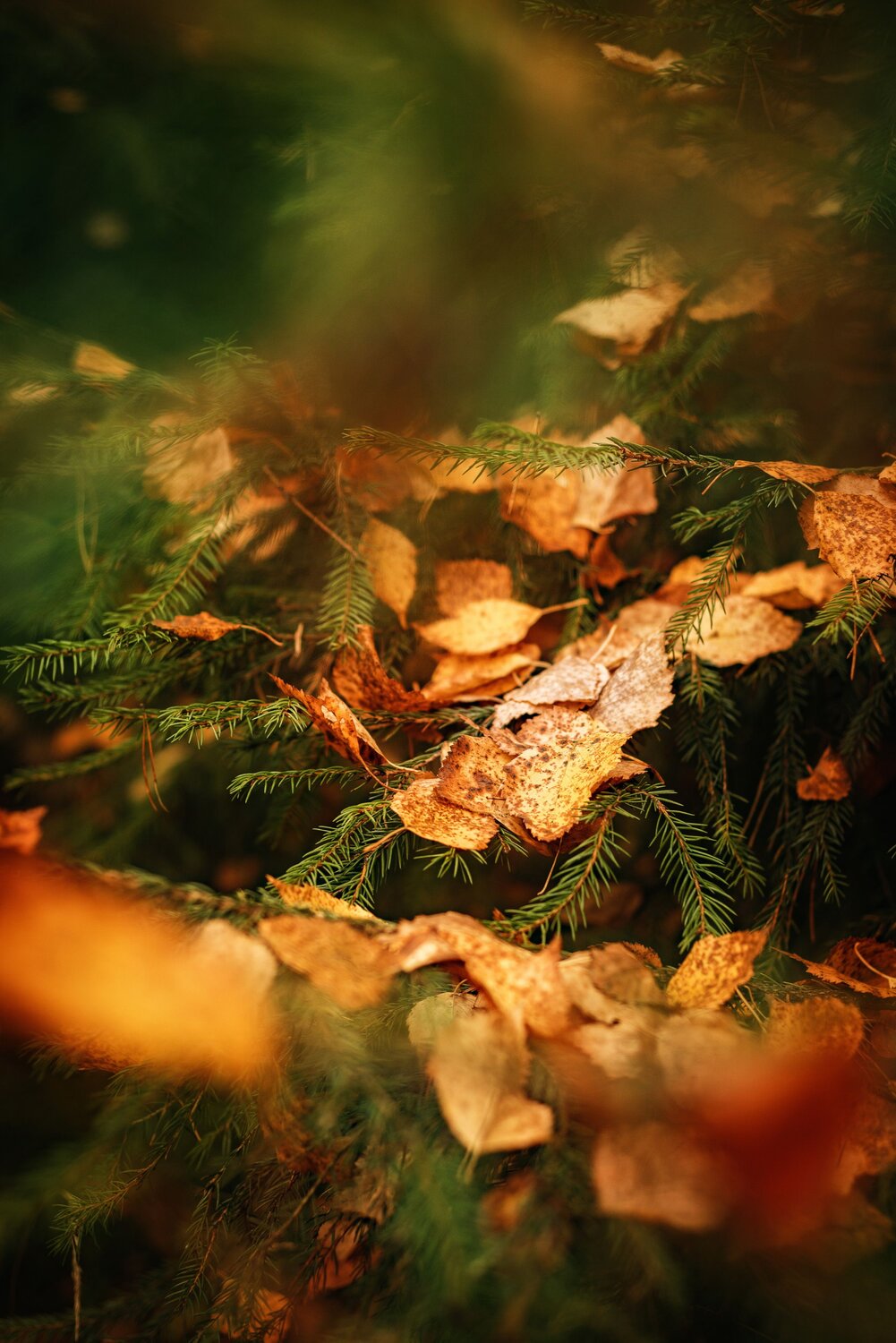 Photo #9475801