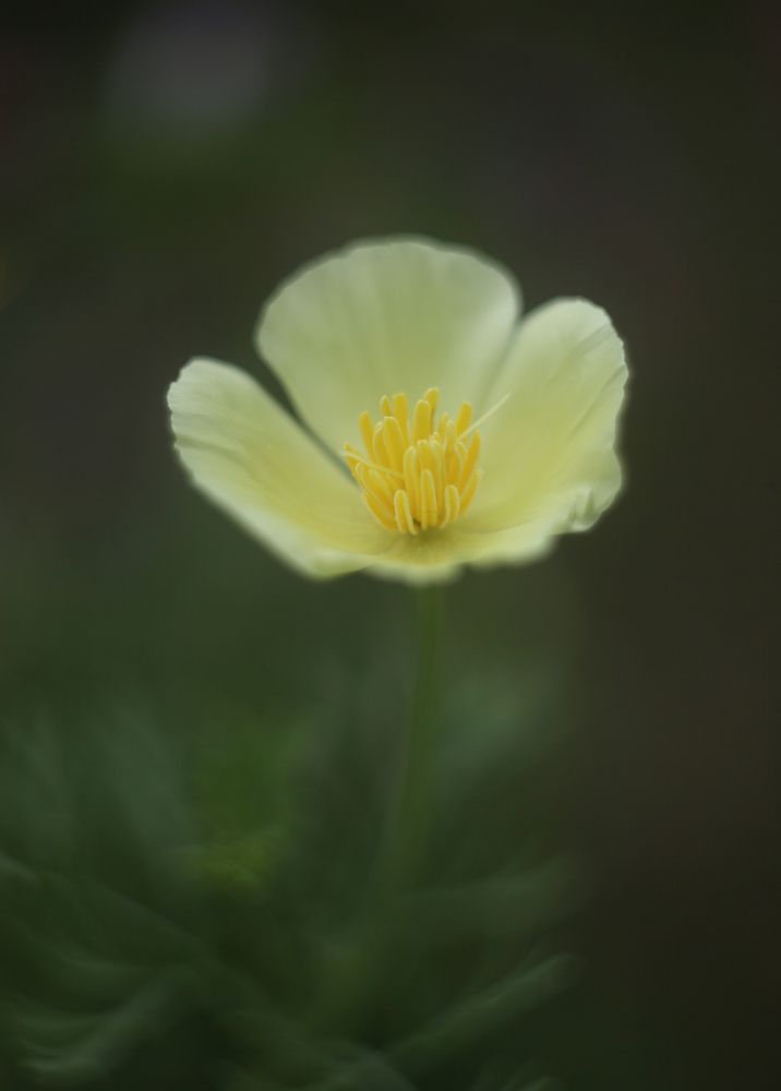 Photograph by Анна Селянкина