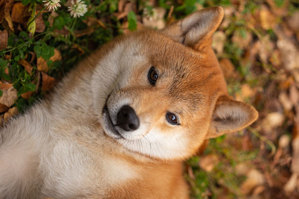 Цвет настроения - рыжий