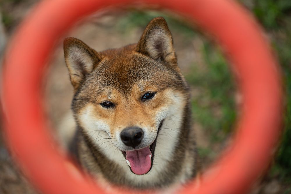 Собака - улыбака