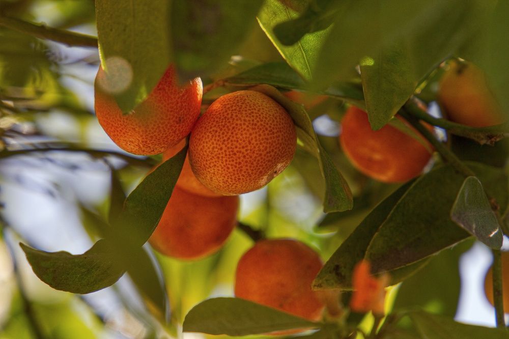 Photograph by Екатерина Першина