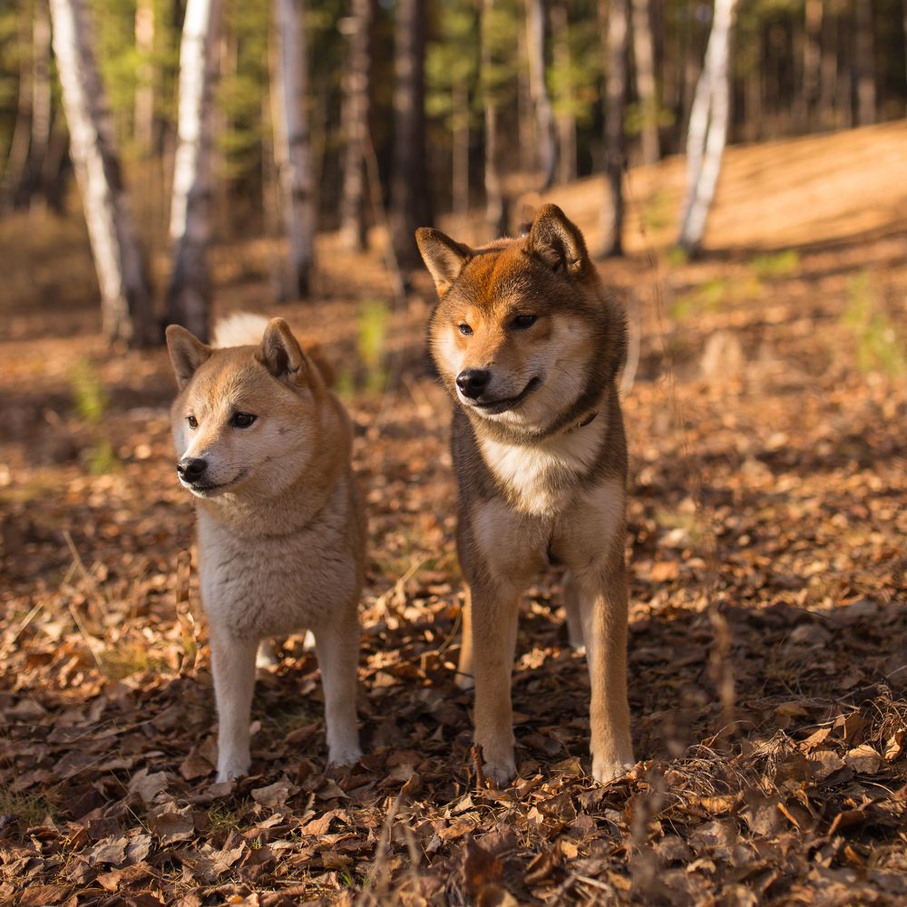 Сладкая парочка