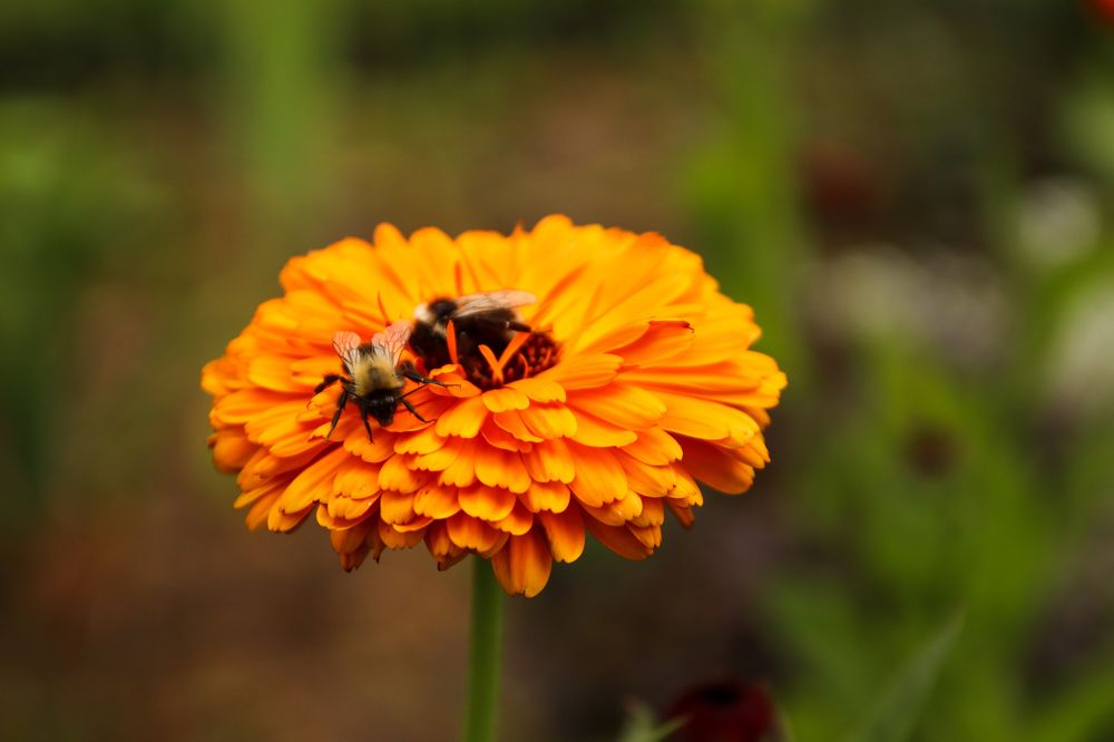 Photograph by Алексей Голубев