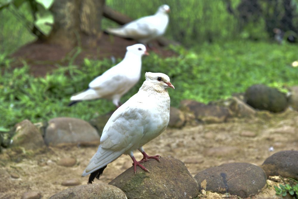 Photograph by Pujo Cahyono