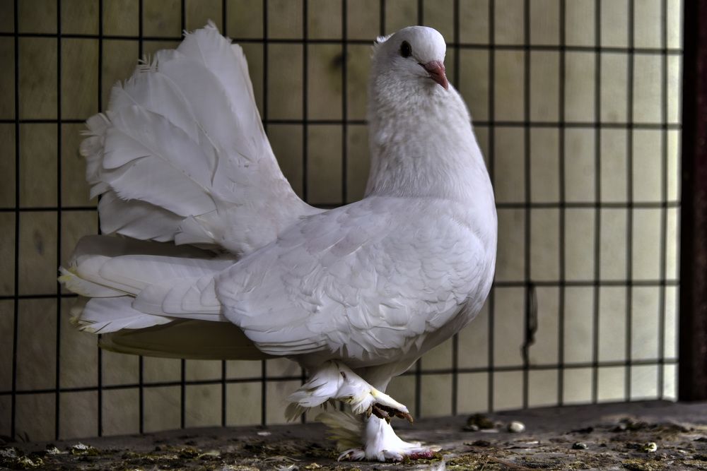 Photograph by Pujo Cahyono