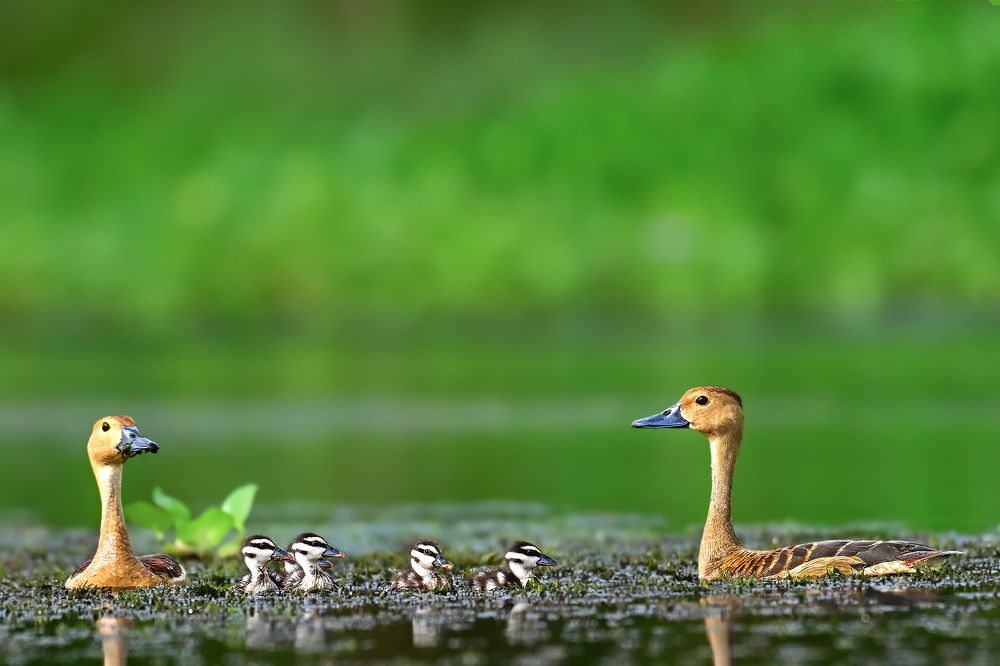 Lesser whistling duck Family