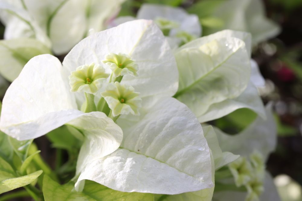 Photograph by Se Lena