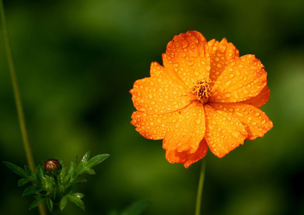 Photograph by Анатолий Максимов