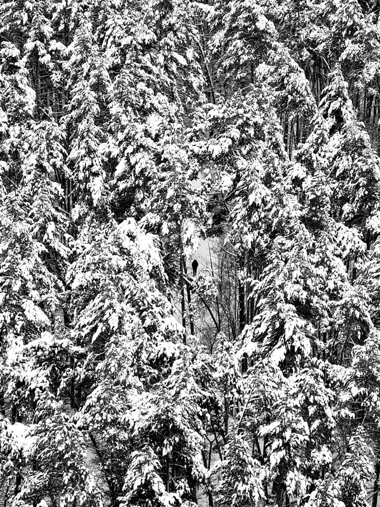 Затерянный в лесах