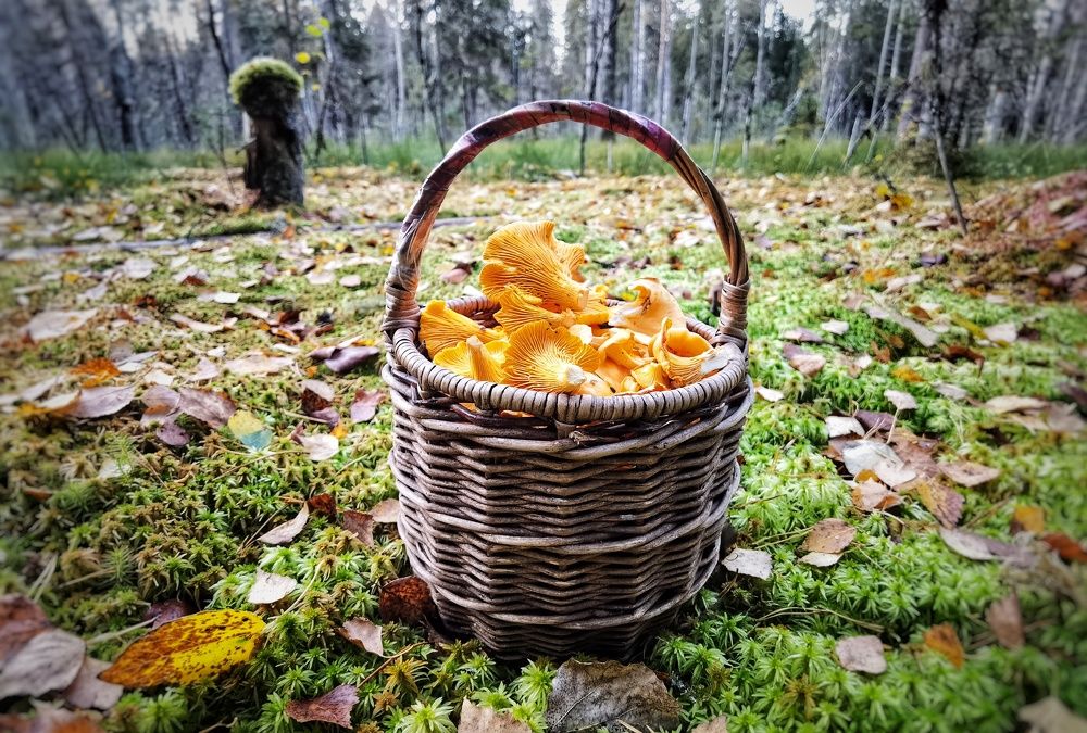 Photograph by Ирина Хмельщикова