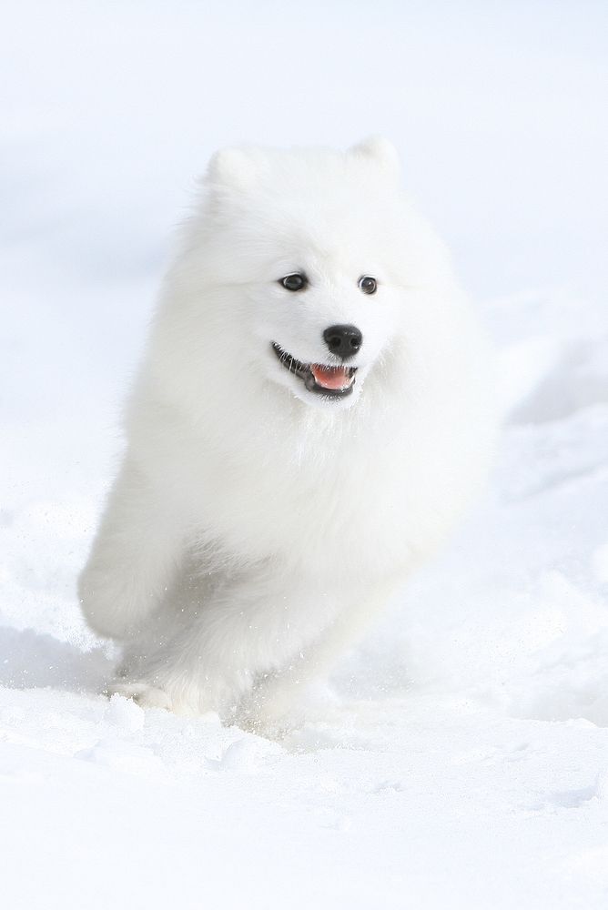 Фотография автора Надежда Лисицына
