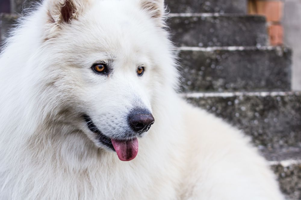 Фотография автора Minja Jovetic