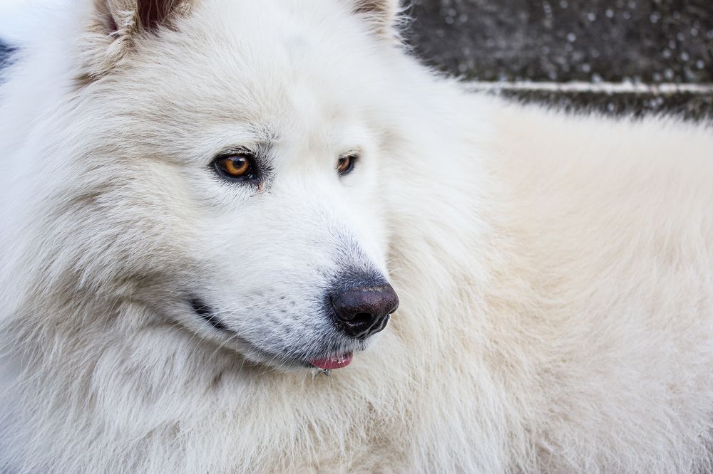 Фотография автора Minja Jovetic