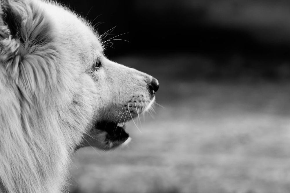 Фотография автора Minja Jovetic