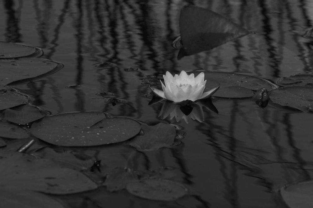 Photograph by Рондак Ульяна