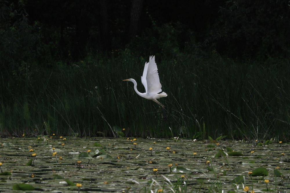Photograph by Рондак Ульяна