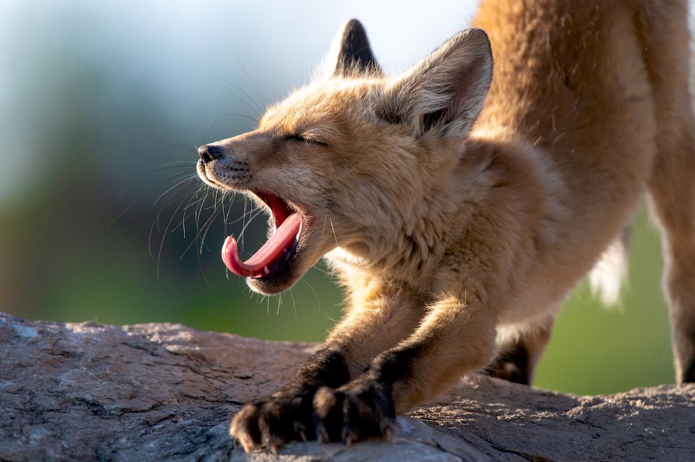 Photograph by Евгений Бочкарев