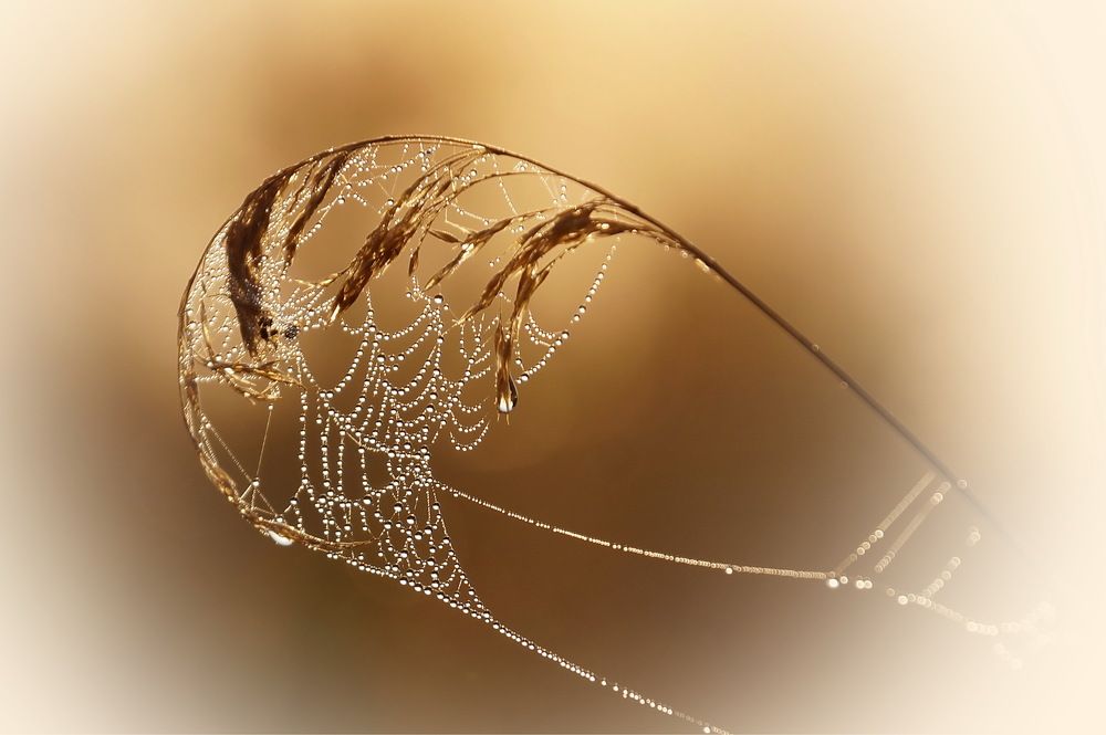 Photograph by Галина Кан