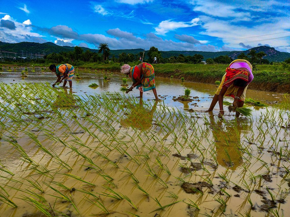 Фотография автора SK Shahbaj Ahmed