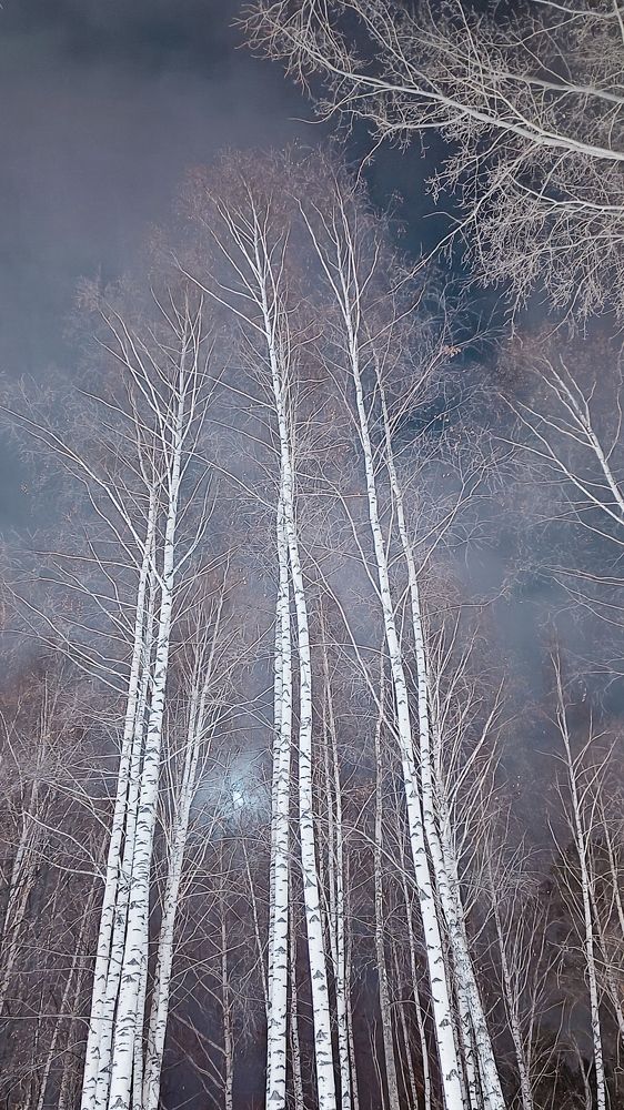 Люблю берёзку русскую