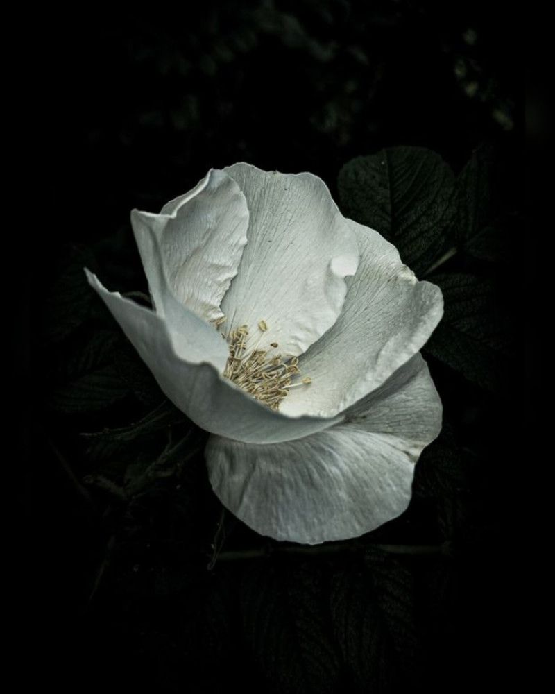 Photograph by Дарья Макаревич