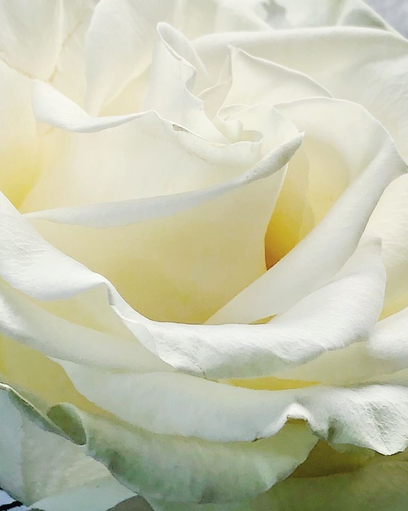 Photograph by Halina Mitsevich