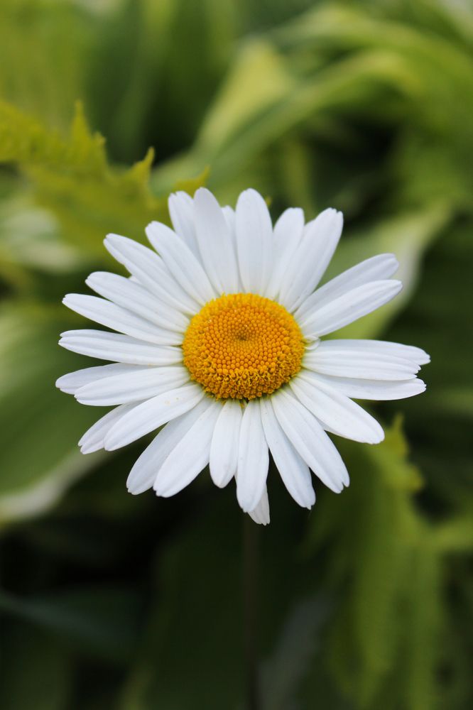 Photograph by Татьяна Сычева