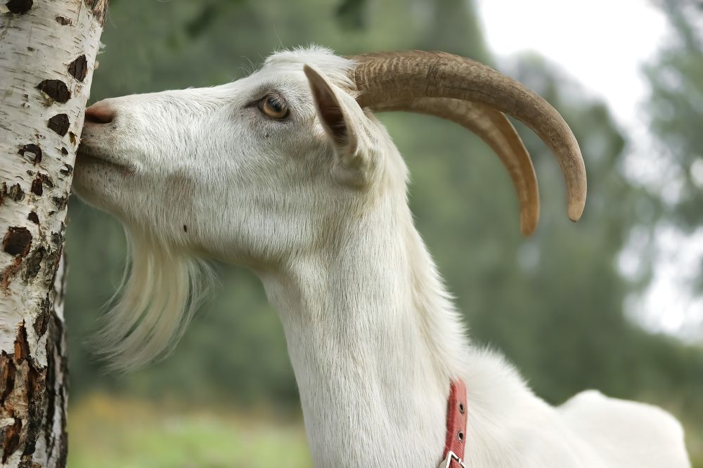 Photograph by Наталья Гайдукевич