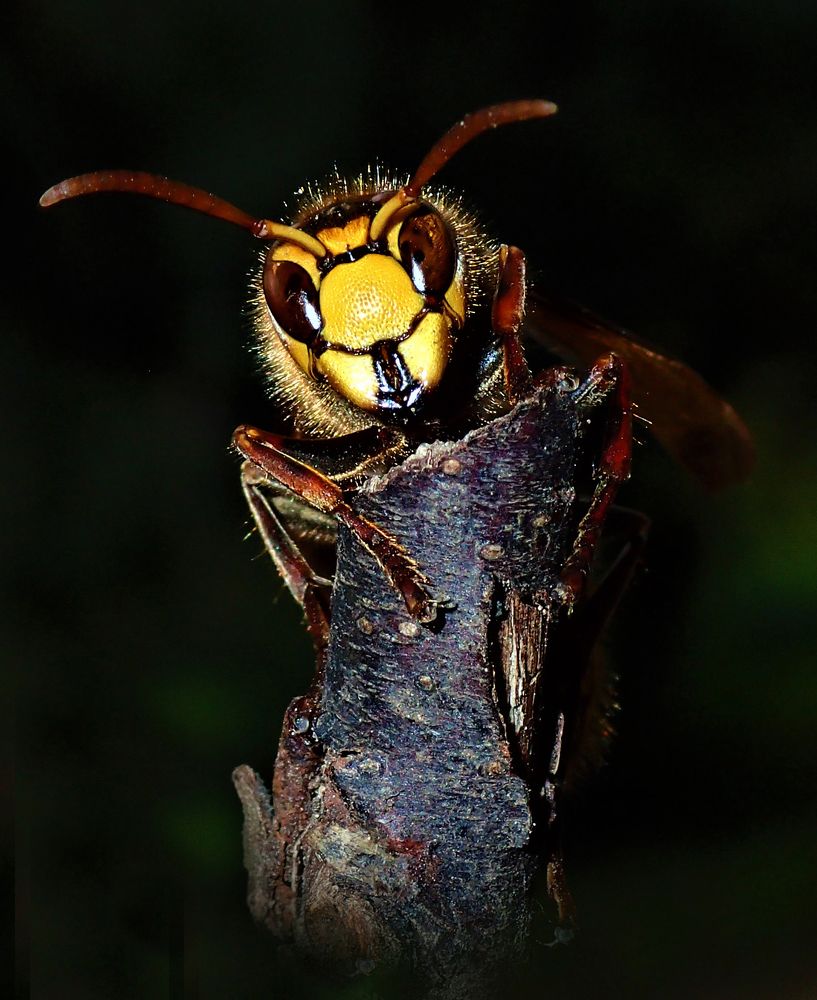 Ручной шершень (Vespa crabro) Шерхан.